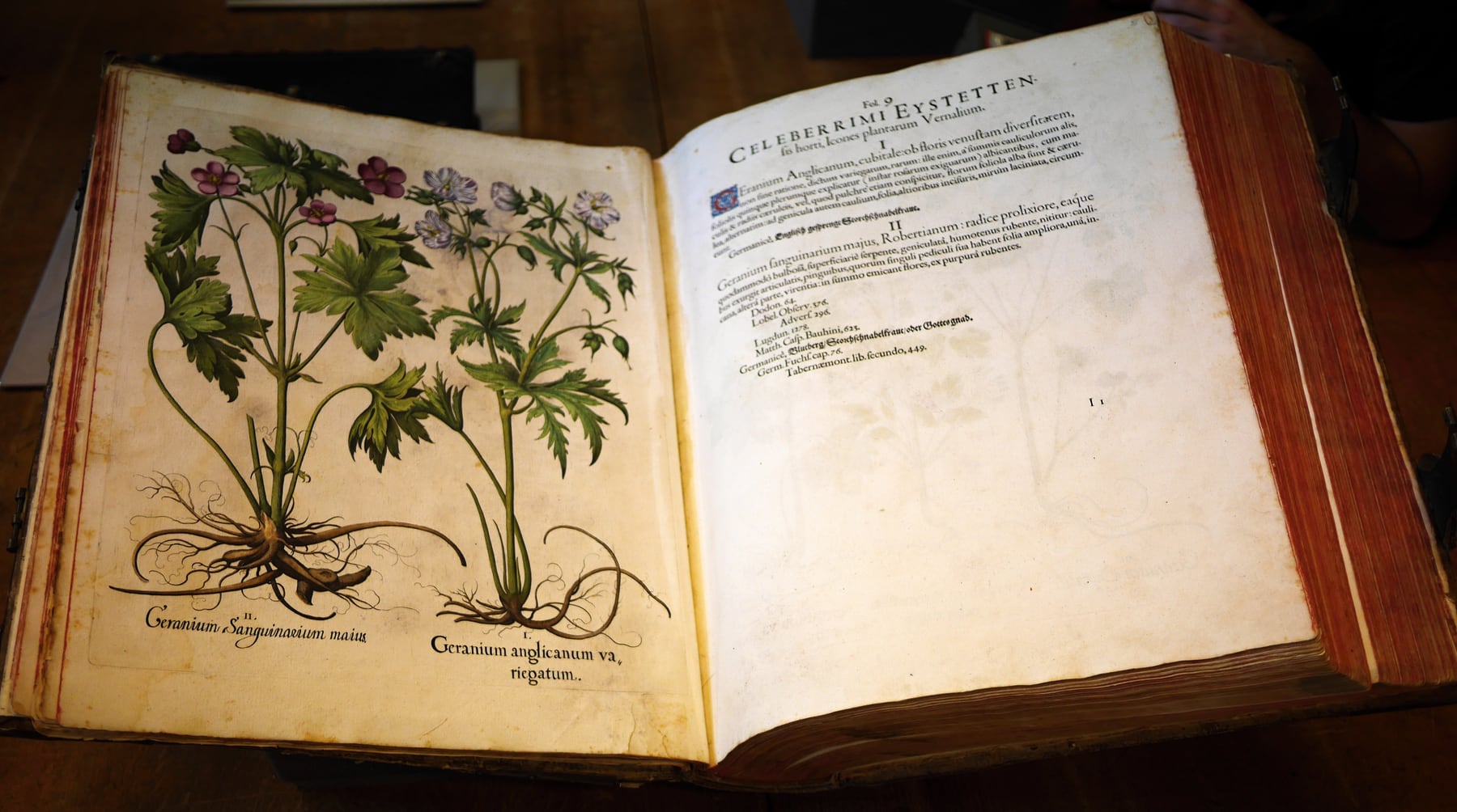 An open seventeenth-century botanical volume, with painted flowering plants on the left page and botanical text on the right.