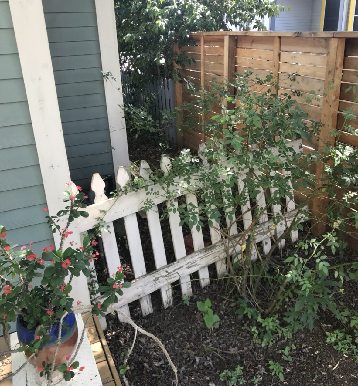 A weathered white picket fence surrounded by plants beside a house in Austin.
