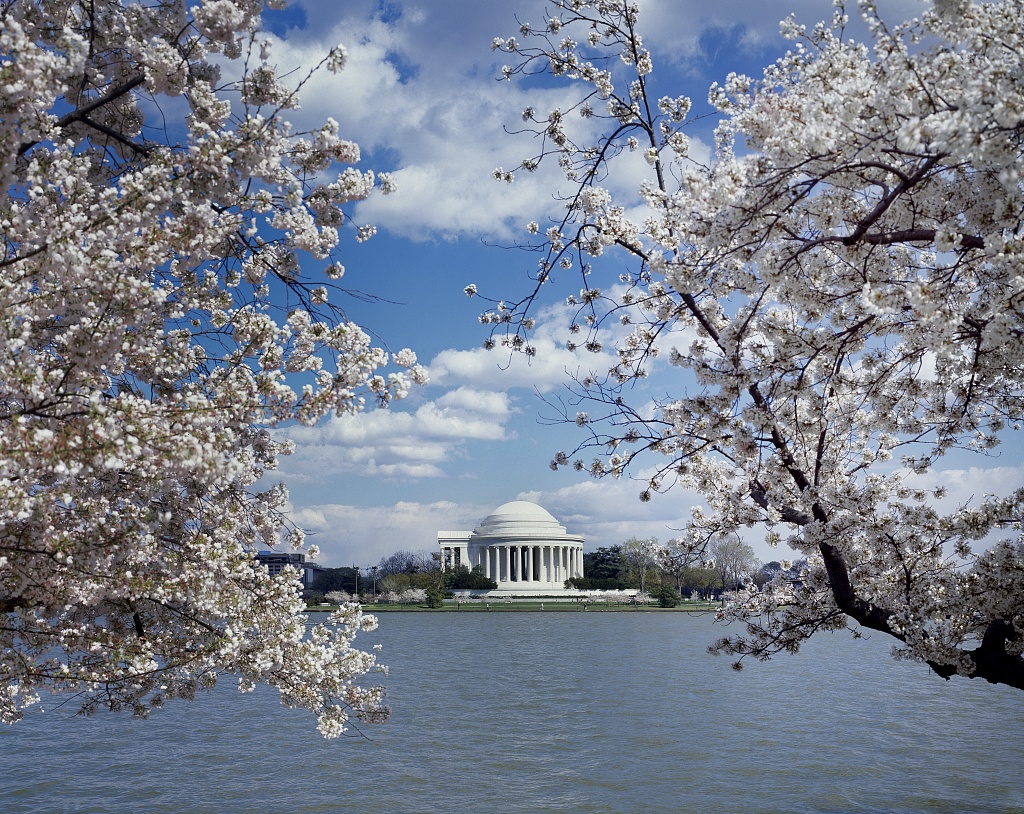 The Jefferson Memorial framed by flowering cherry branches across the Tidal Basin.