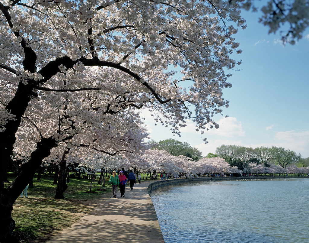 Cherry trees in bloom line the path beside Washington’s Tidal Basin.